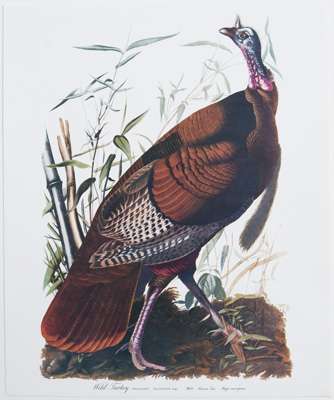 Wild Turkey Male